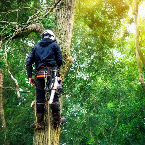 kettingzaag_479x479 (3).webp